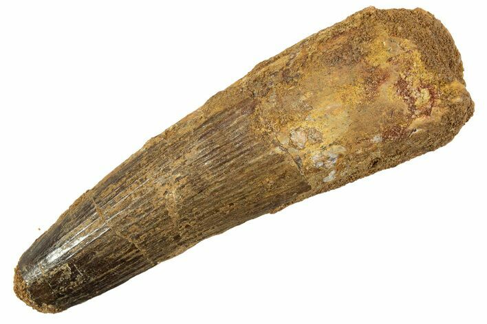 Fossil Spinosaurus Tooth - Feeding Worn Tip #344510